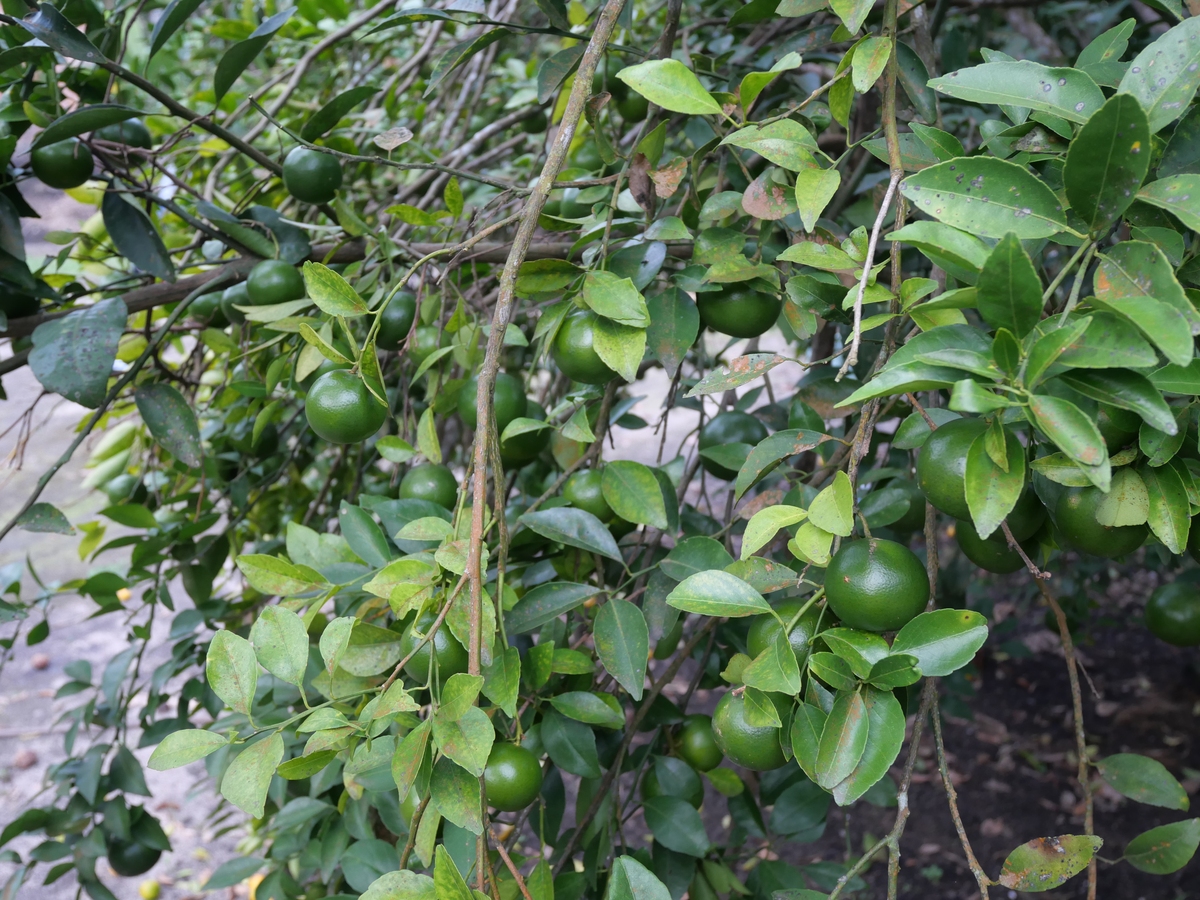 油柑子的功效与作用：全面解析营养价值和健康益处