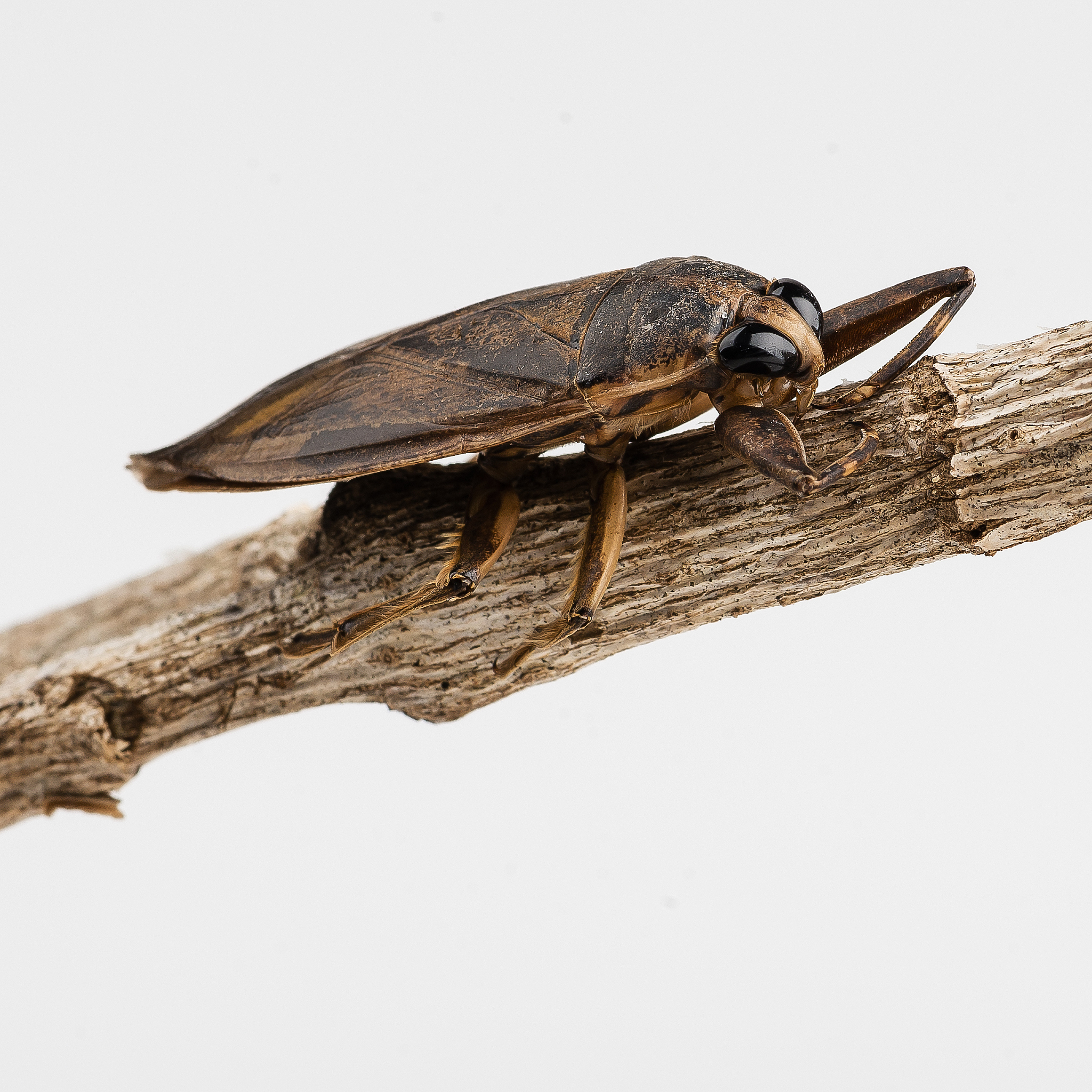 brown cicada