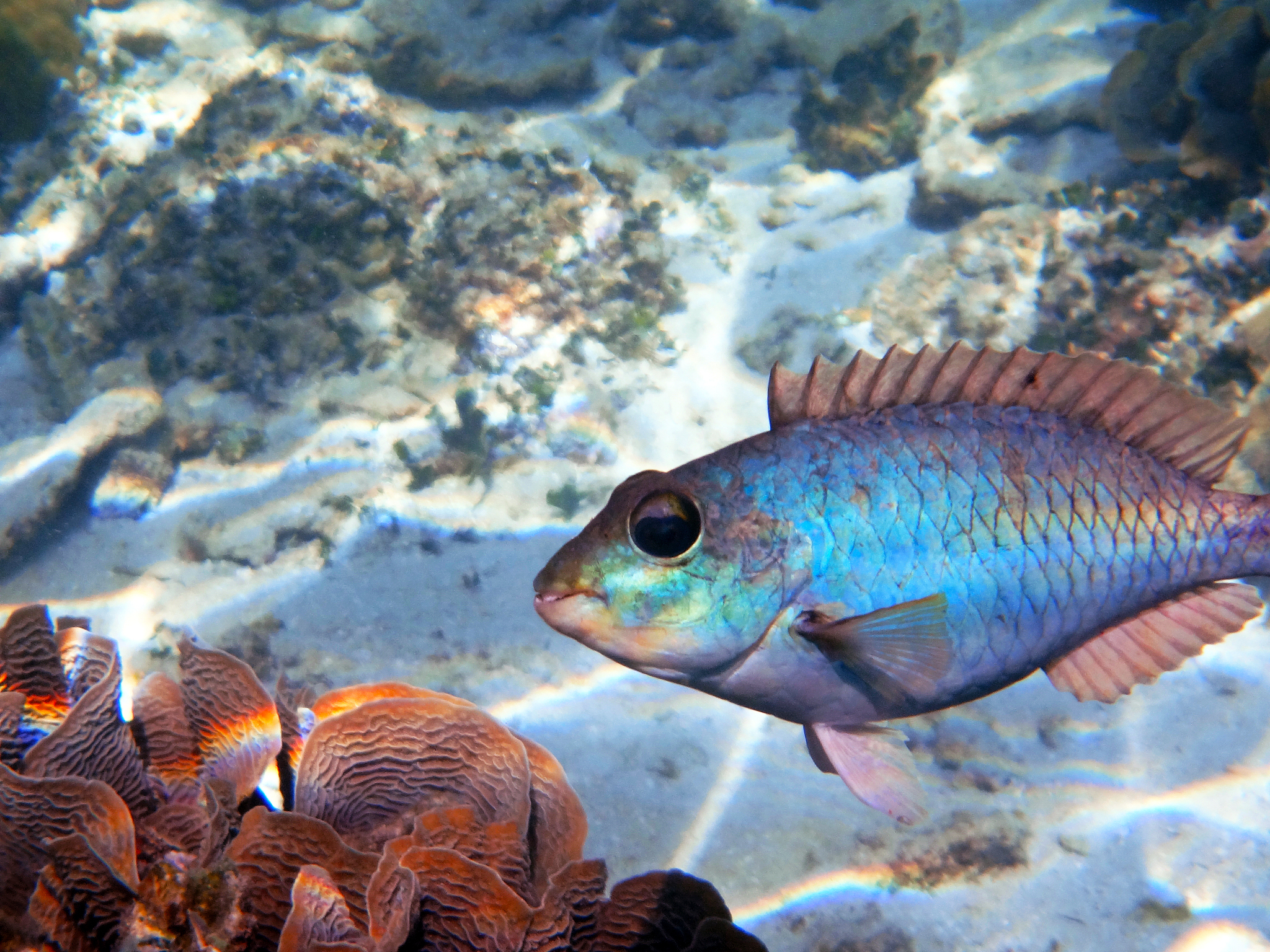punk fish