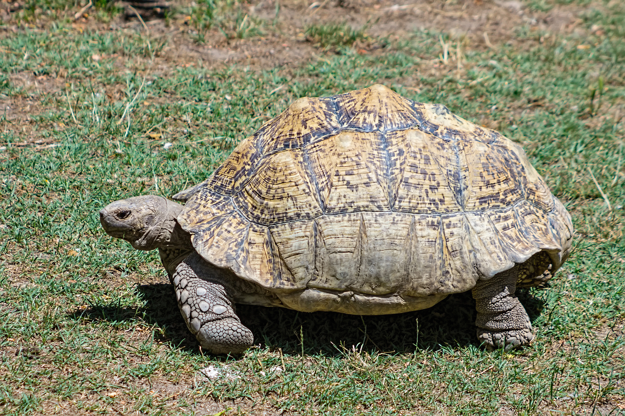 tortoise carapace with large