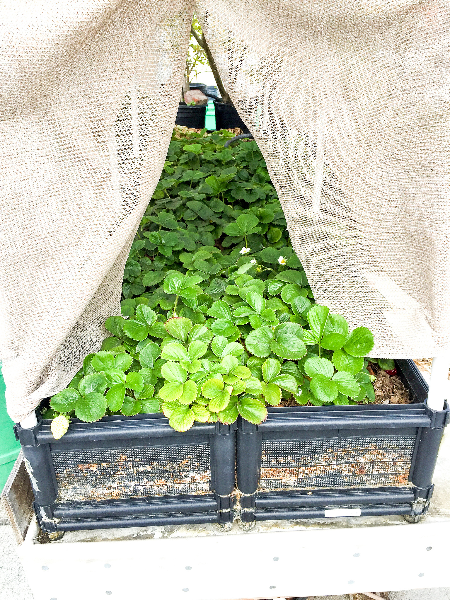Planters & Raised Beds: Gardening Solutions for Every Space