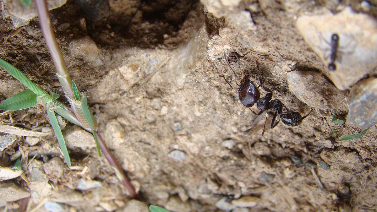 一年级小蚂蚁搬粮食