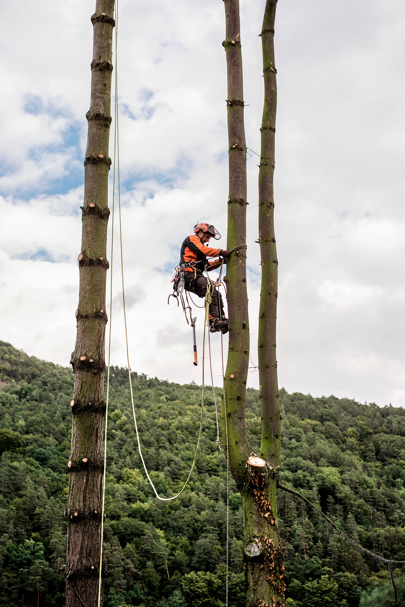arborist man with harness cutting a tree, climbing.