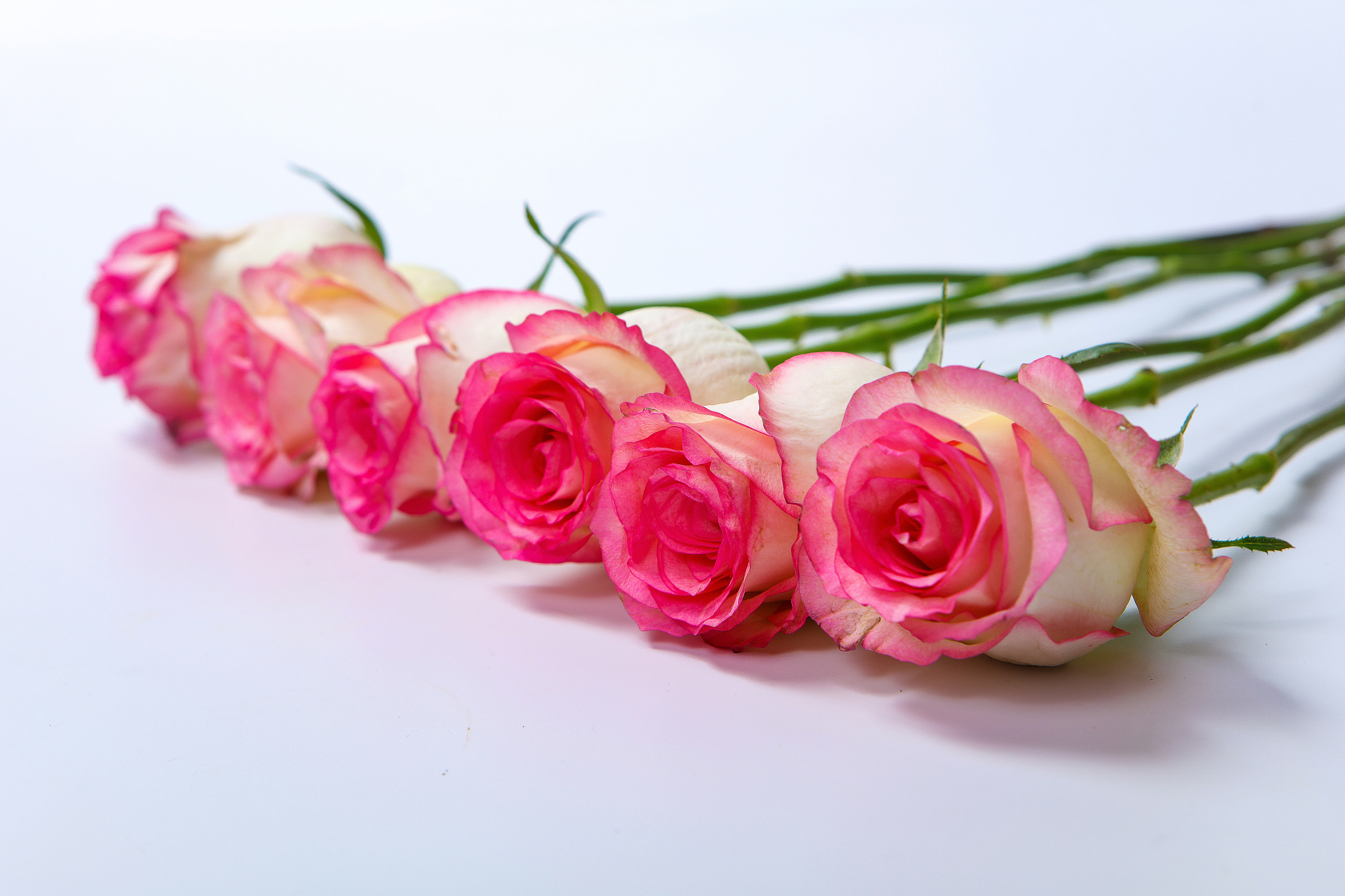 粉玫瑰的寓意和花语是什么