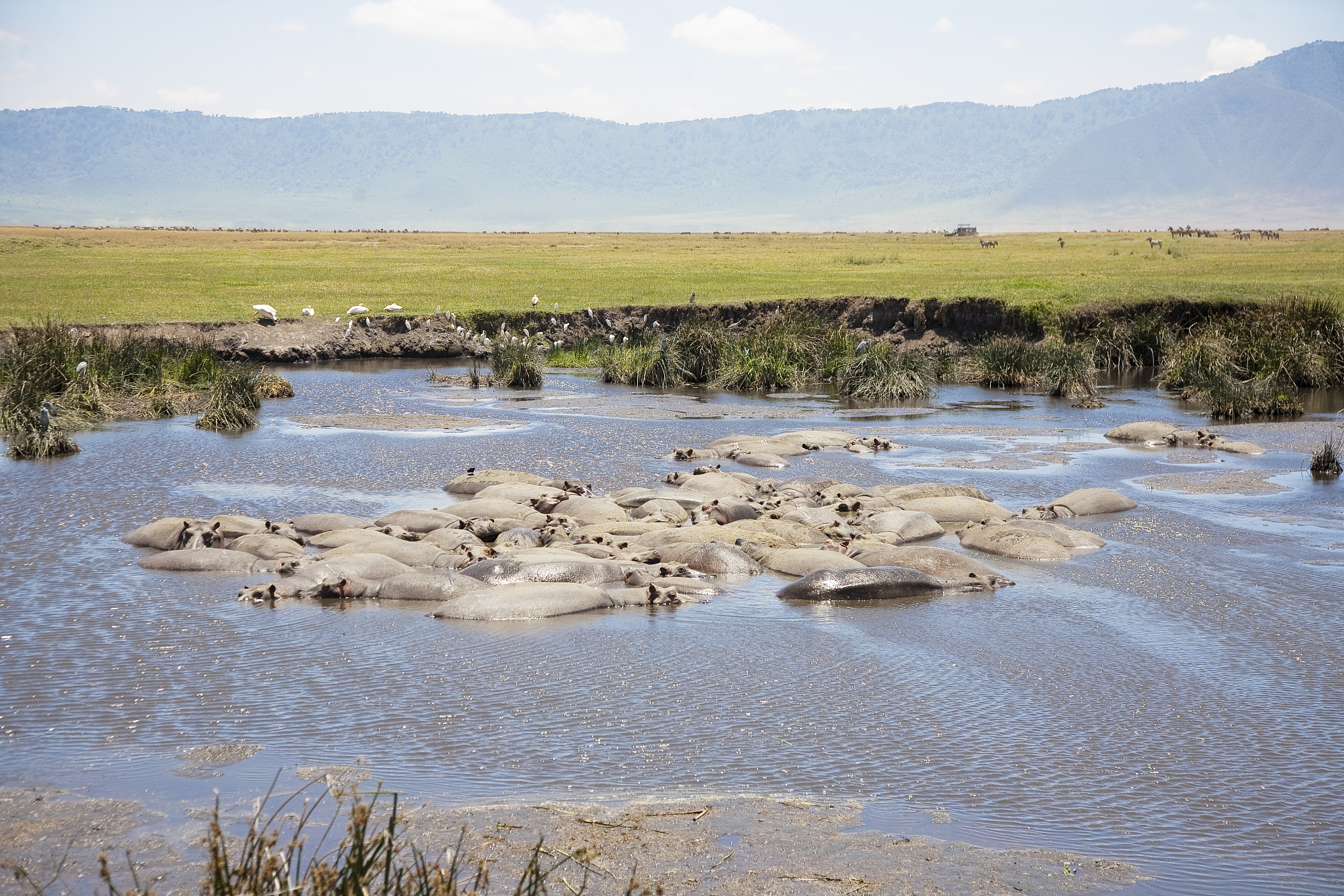 hippopotamuses on the water in ngorongoro park