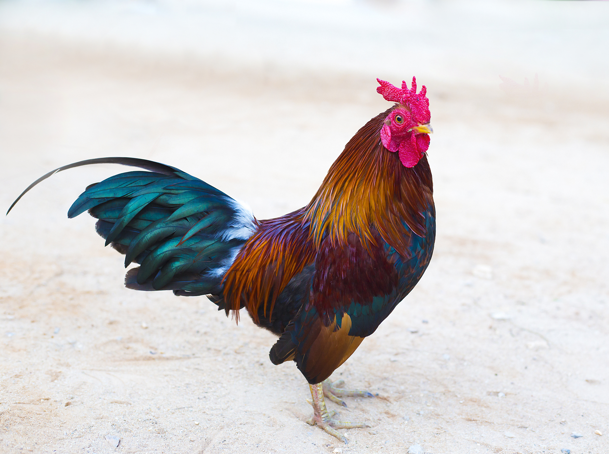 the red chicken