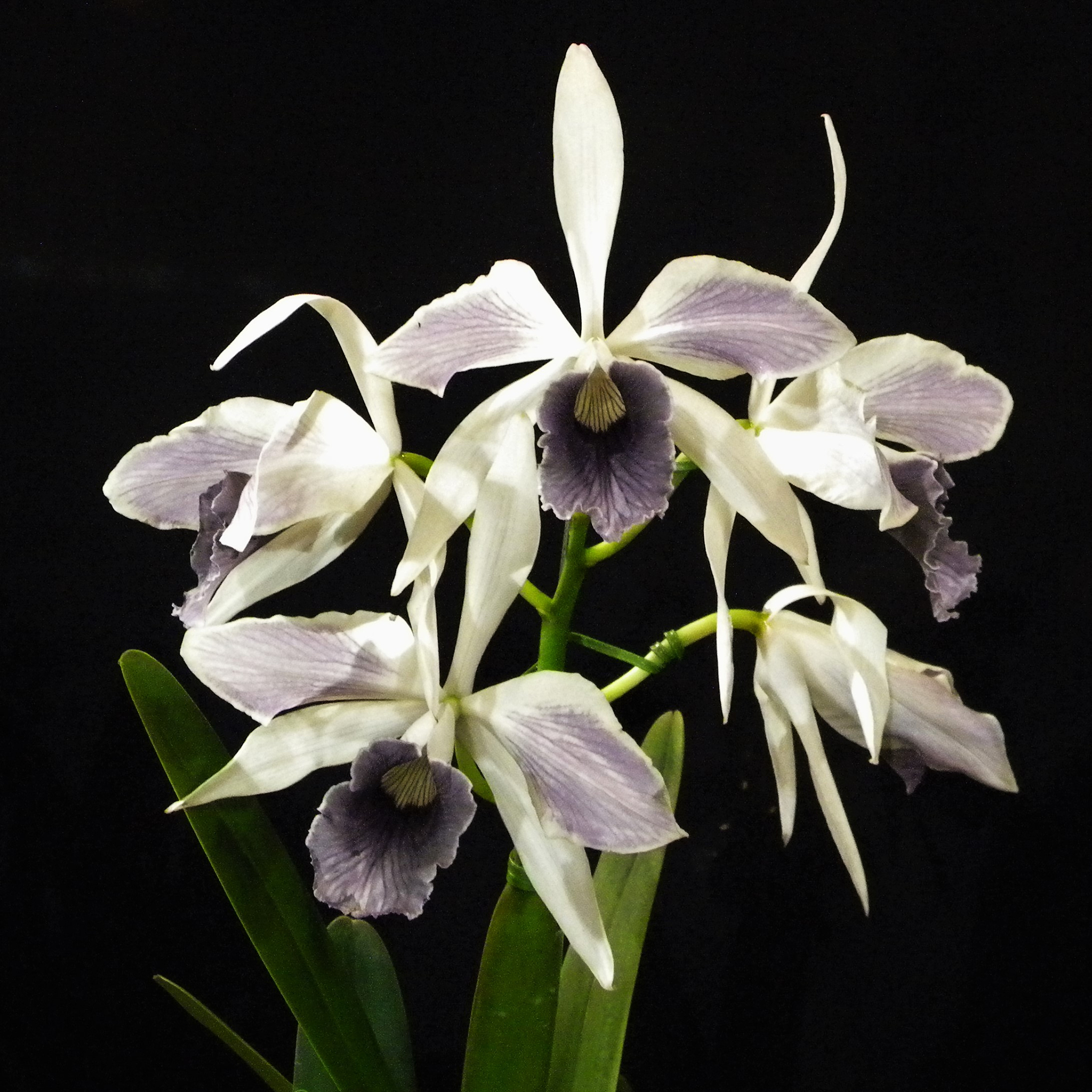 铃兰花是有毒的植物吗？可以在室内养吗1500字