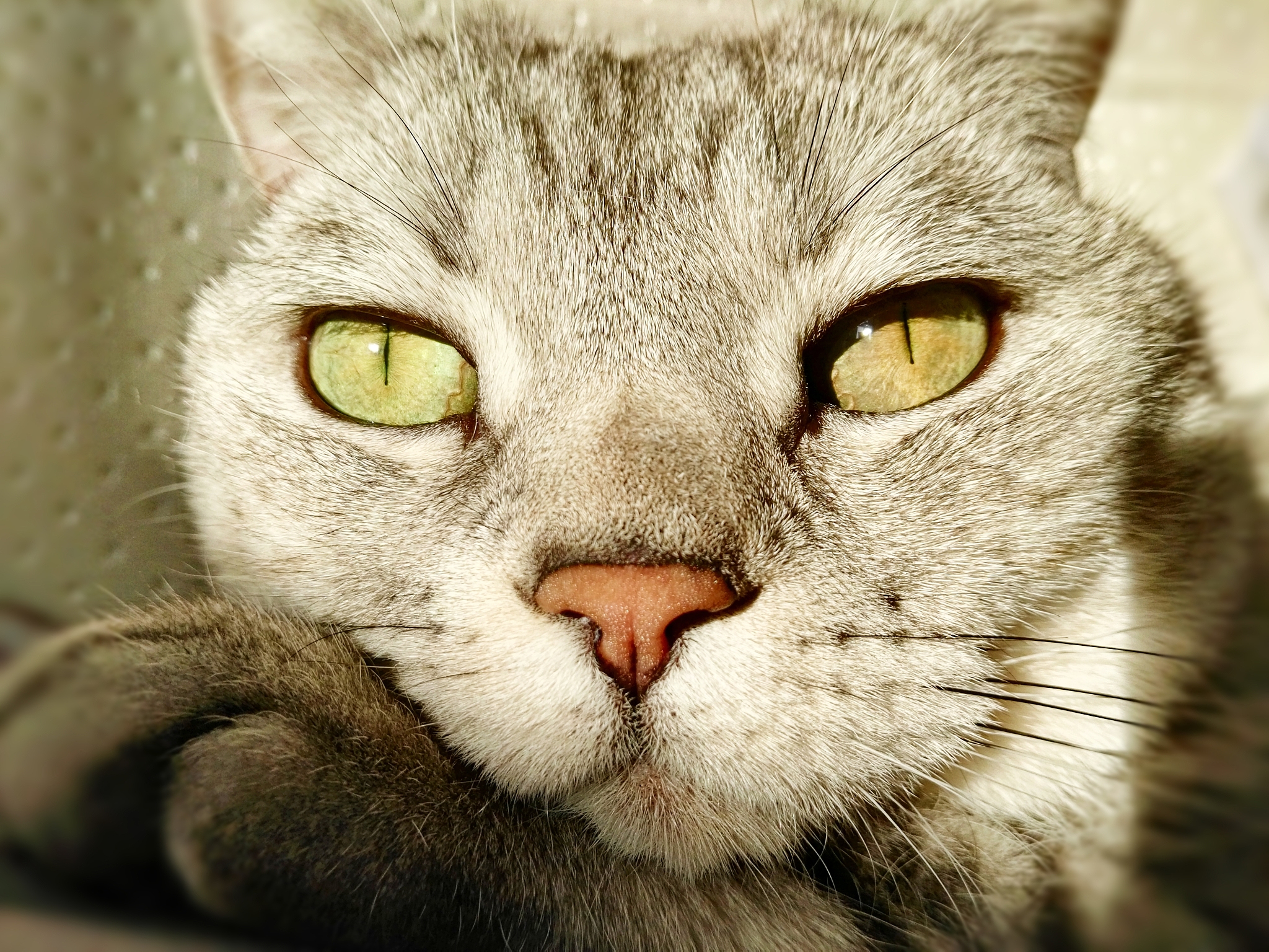 my cat