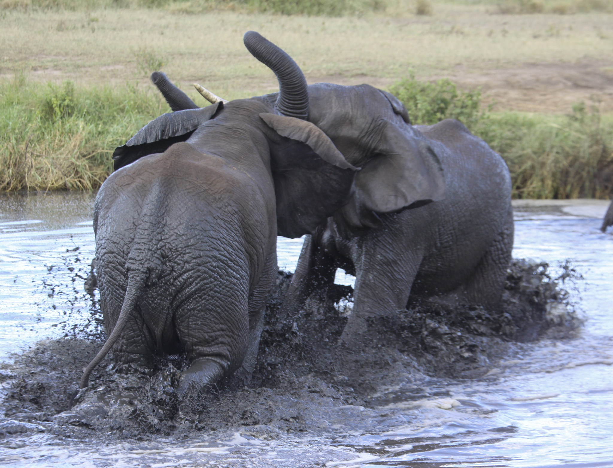 herd of african bush elephants