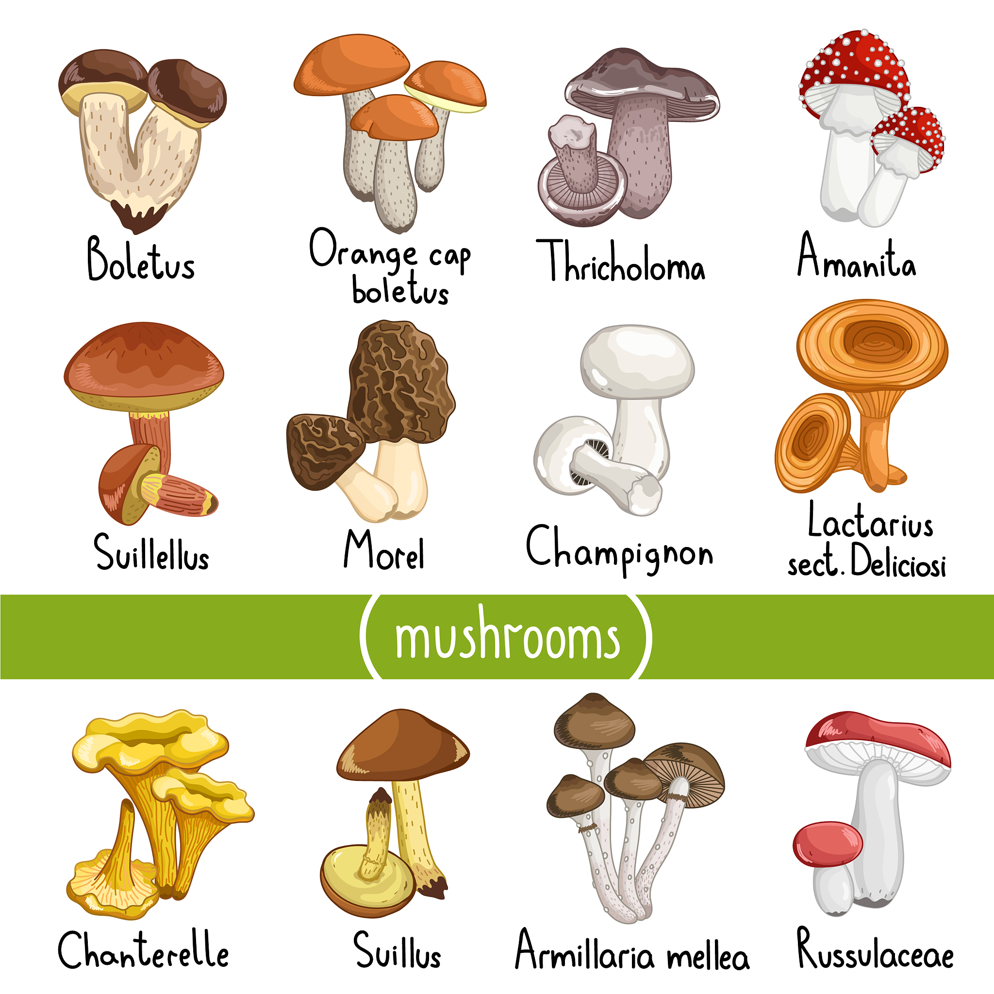 Well lately Ive become very interested in mycology which is the study of mushrooms So Ive been trying to grow and cultivate different species