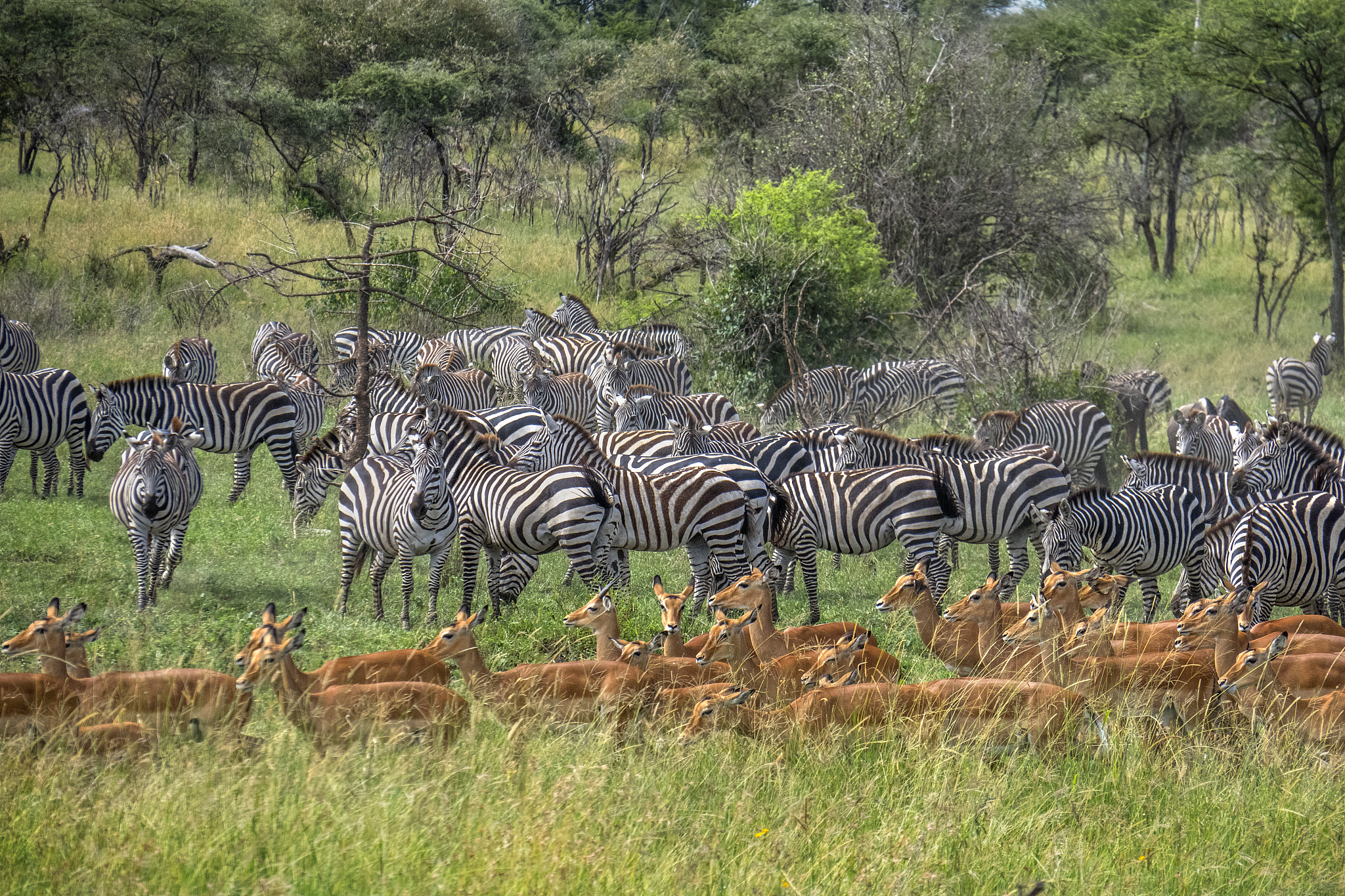 zebra and antelope herds in savannah