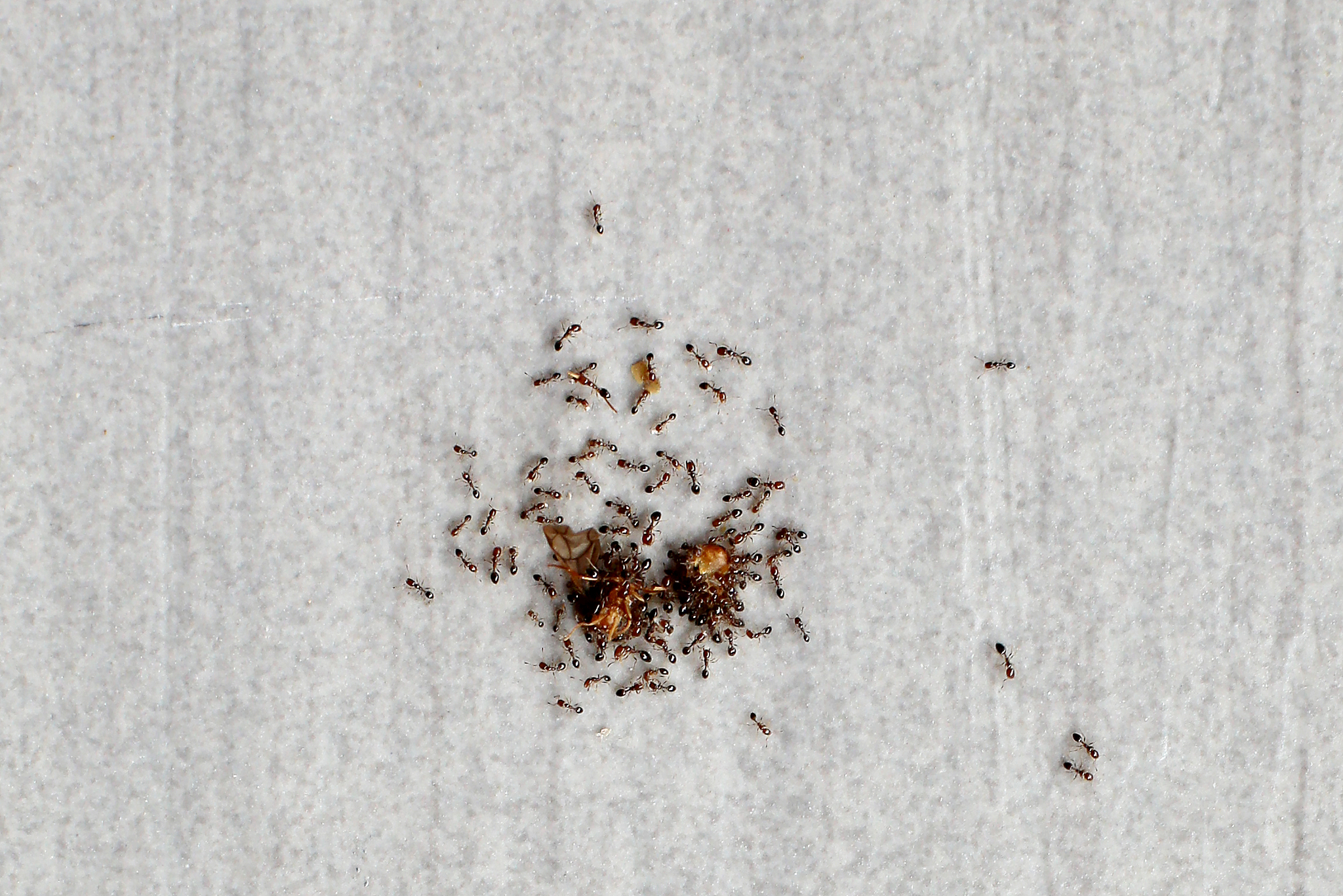 family of ants
