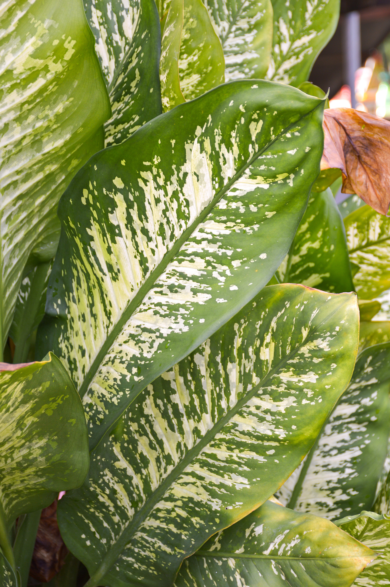 green dieffenbachia tree