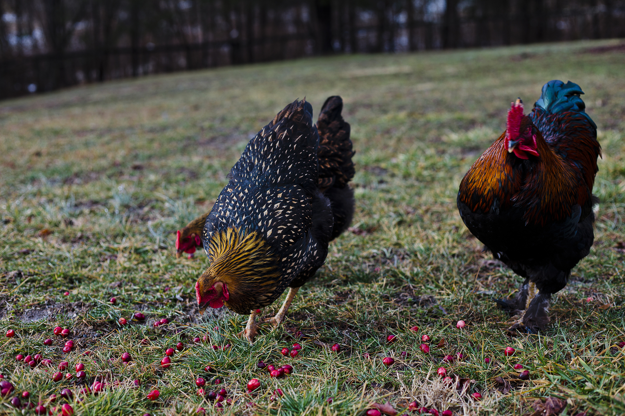 three chickens scavage for berries