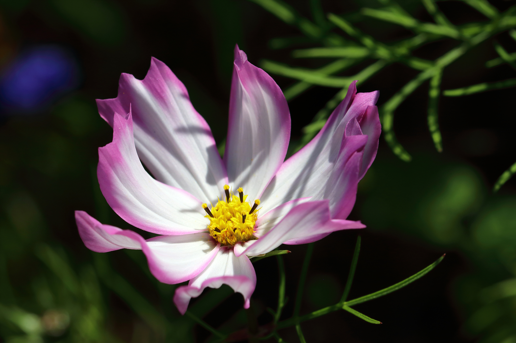 小学课本里描述春天的句子