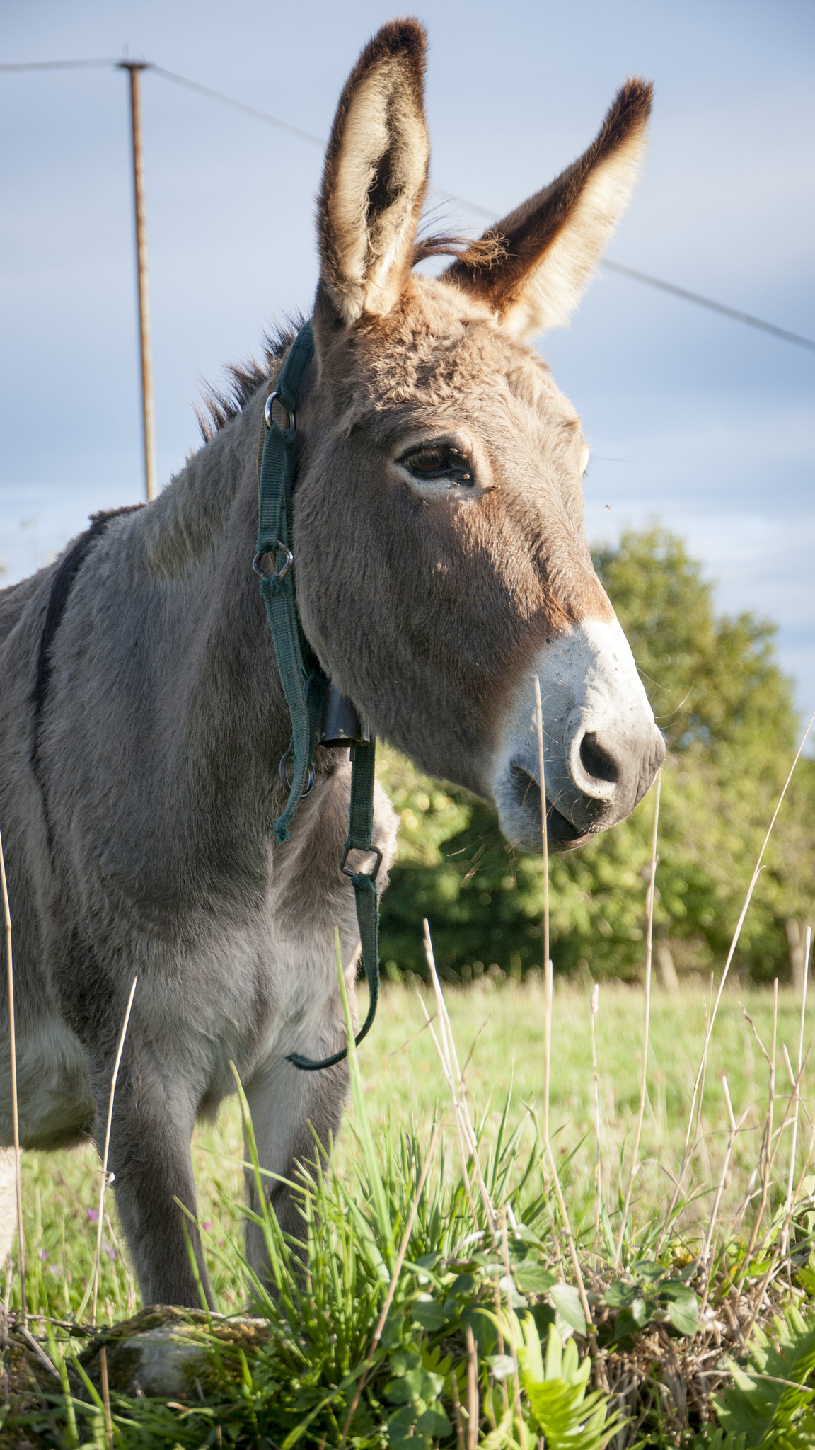 brown donkey