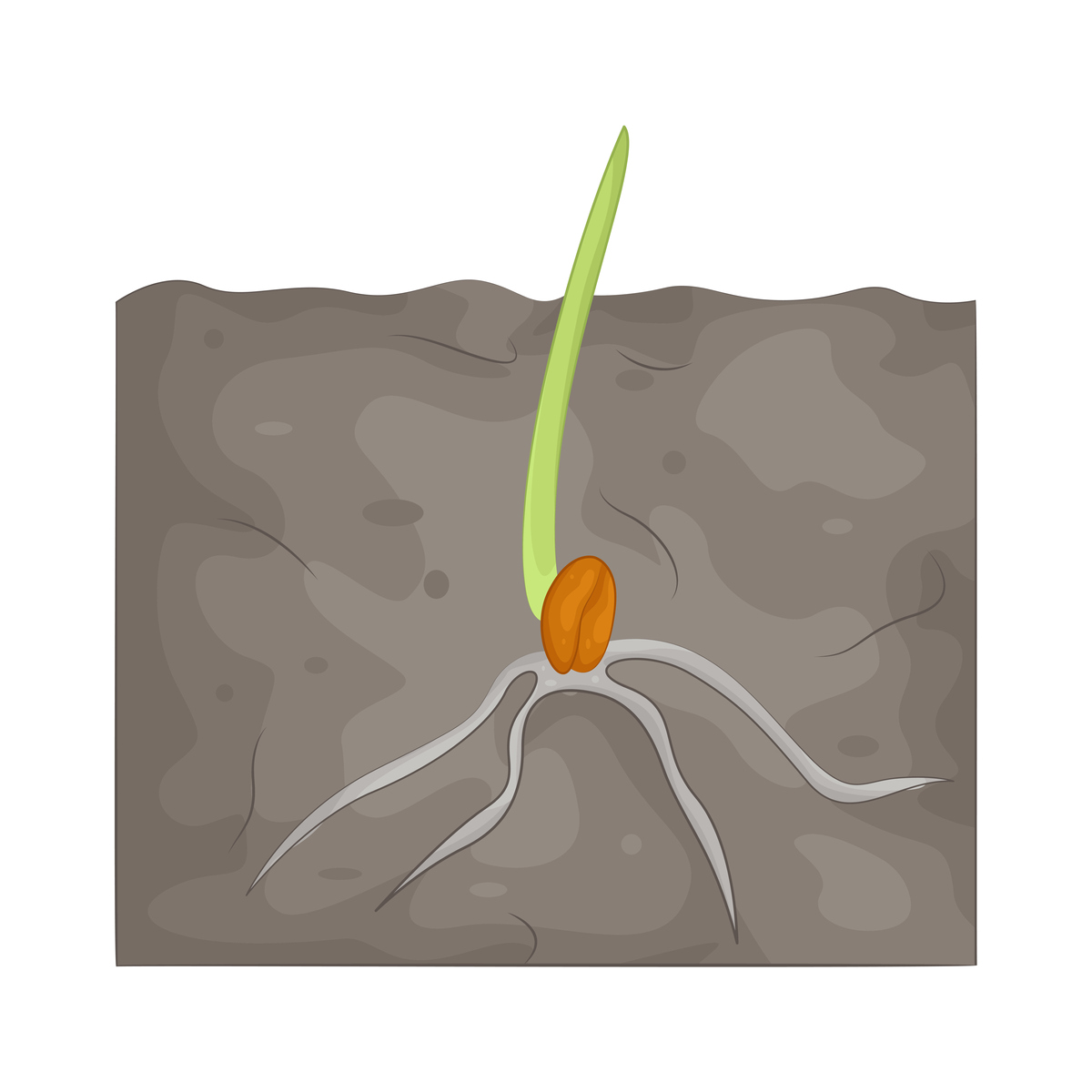 关于植物生长的论文