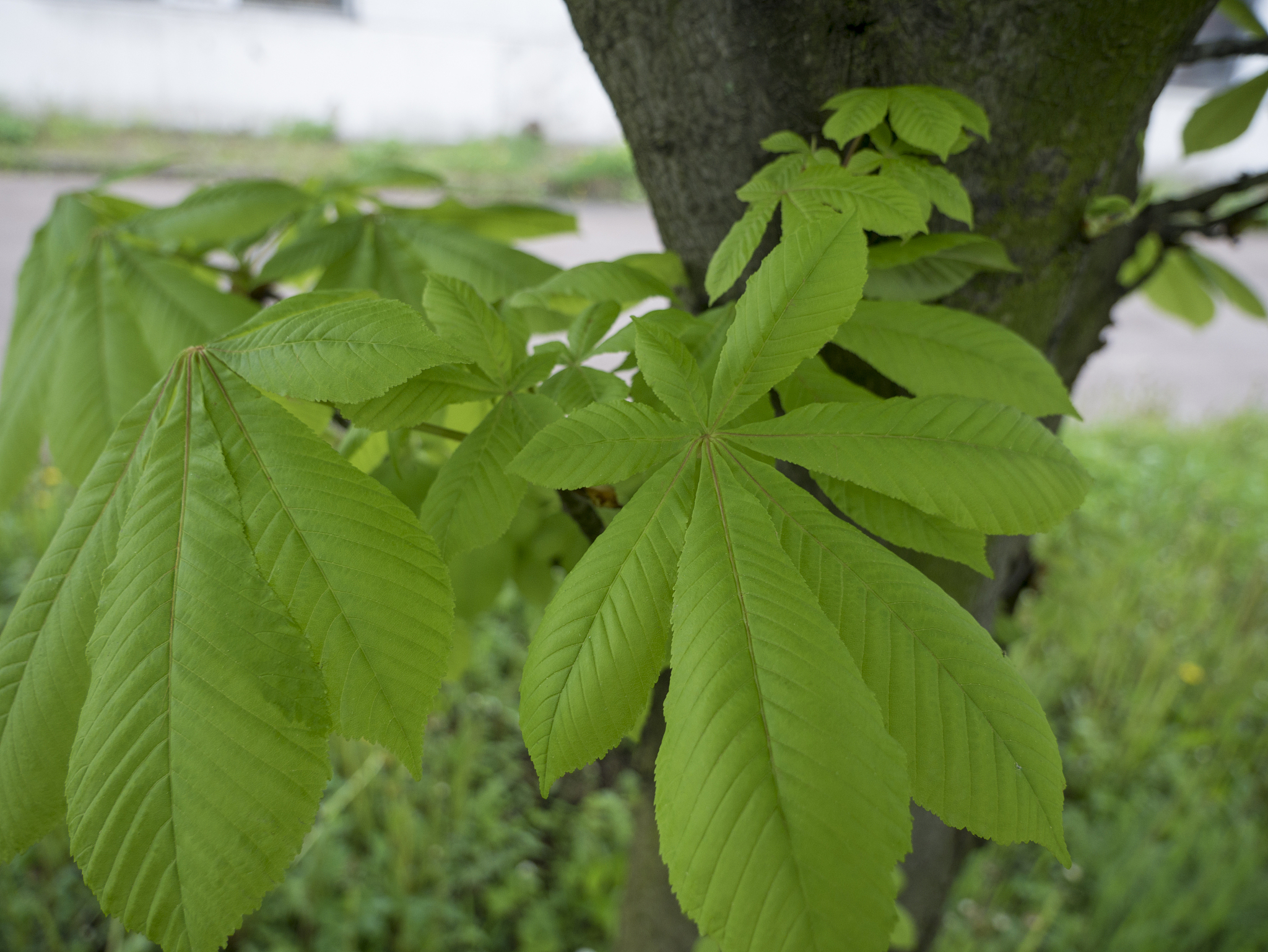 young green chestnut leaves. spring green leaf. nature compositi
