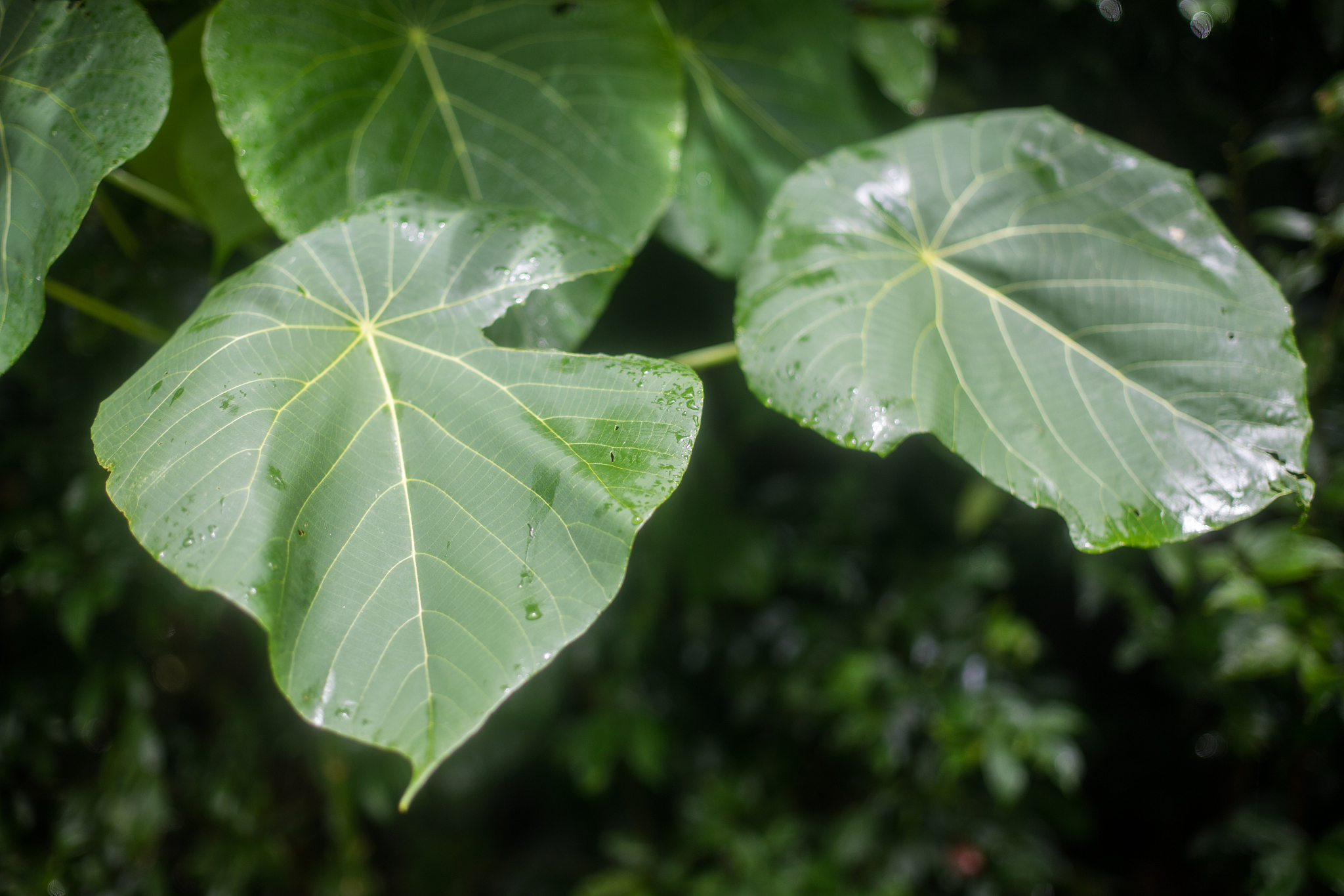 asian nature