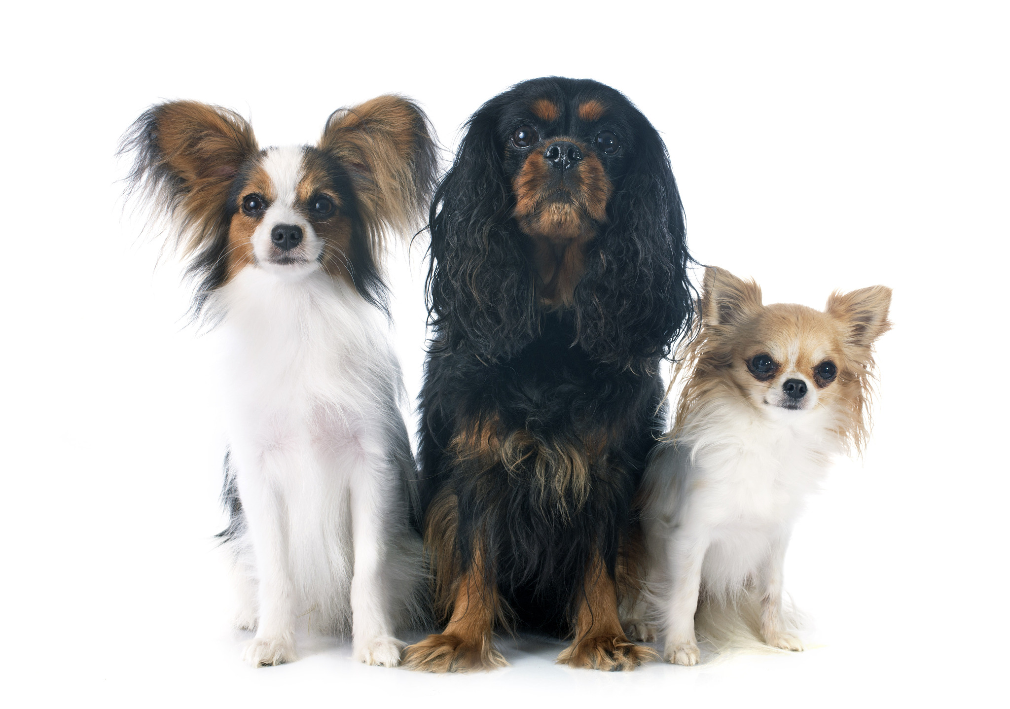 最受欢迎的宠物种类排行榜TOP7！哪种是你的最爱？