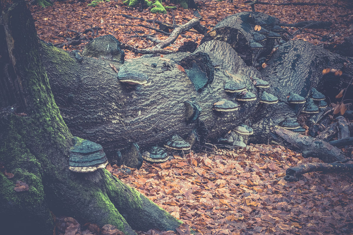 火绒安全软件开发语言 - 用C++打造安全防护