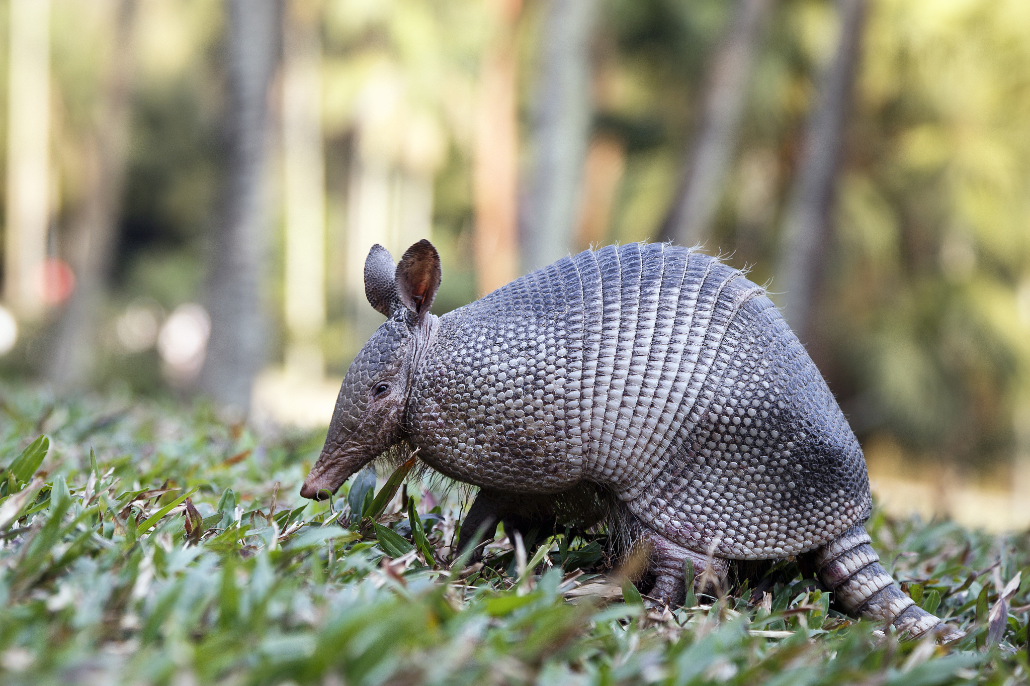 armadillo from brazil