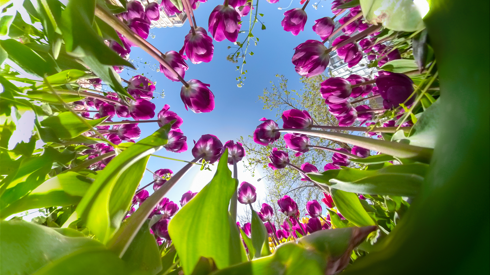 purple tulip flowers and sky