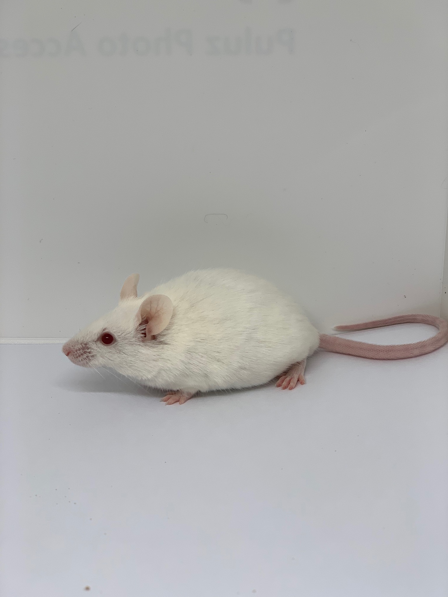 SUI 大鼠模型的建立 | 详细步骤和分析