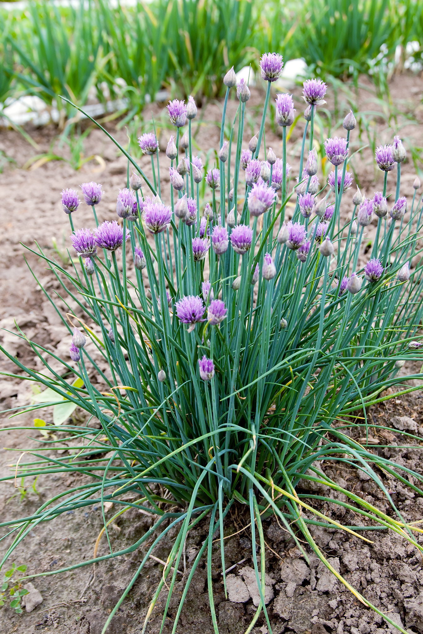 allium plant