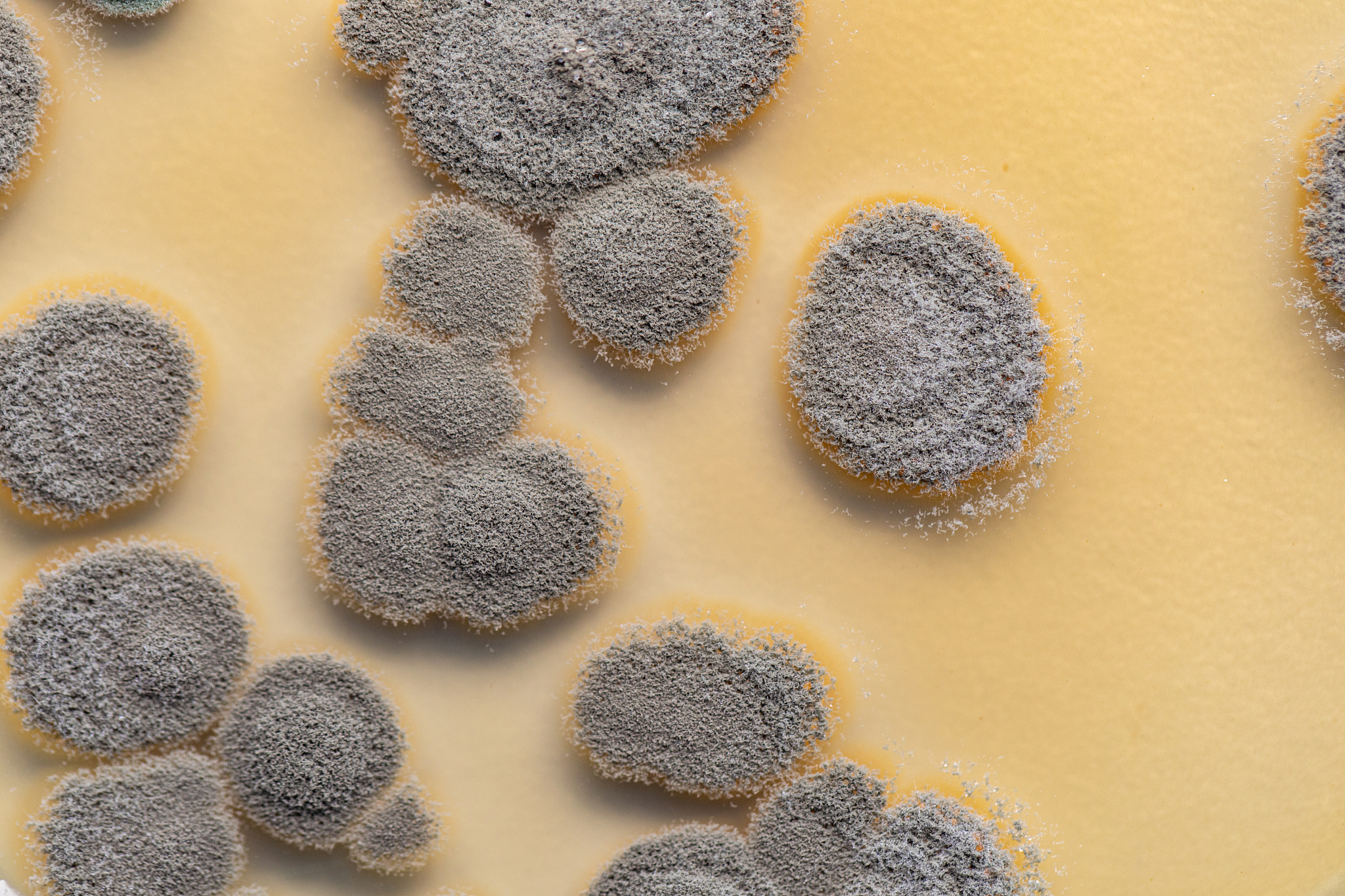 请翻译根据现场检验目前货物遇到的问题是发霉发霉是由于mould growth导致。