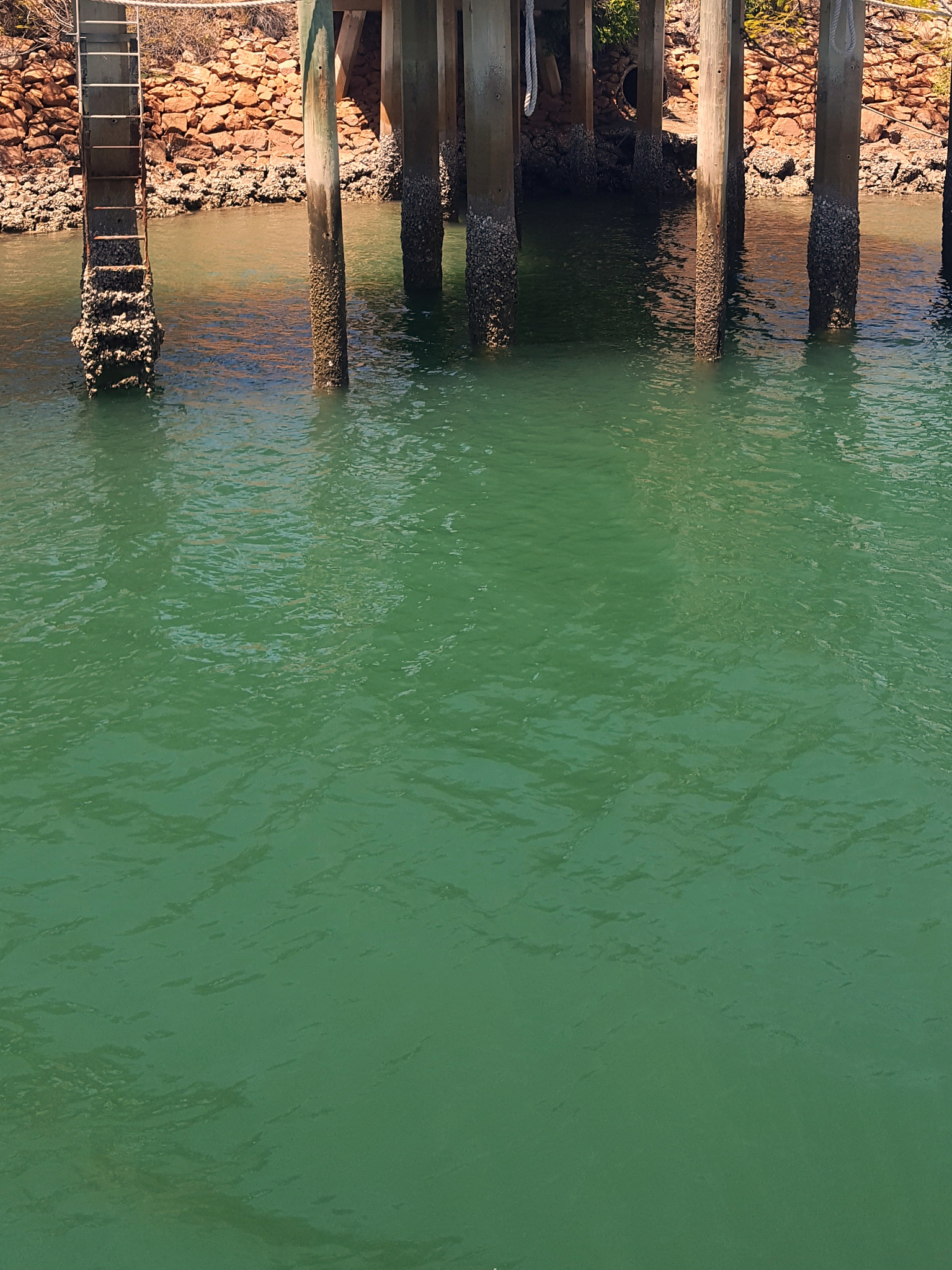 on the vehicle barge, magnetic island to townsville, australia.