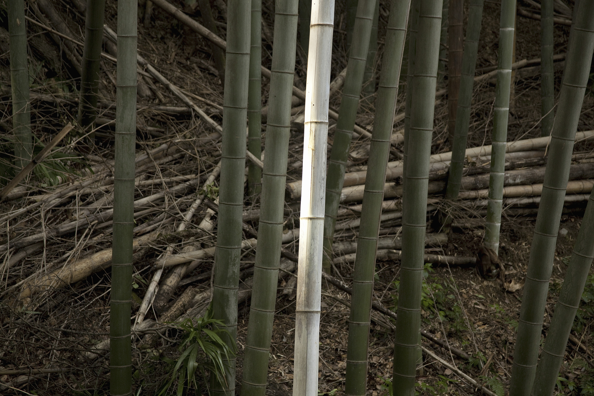wild bamboo forest