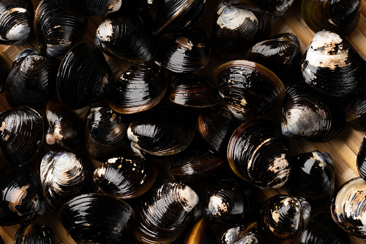 蛤蜊肚子里黑色的要挤出来吗，