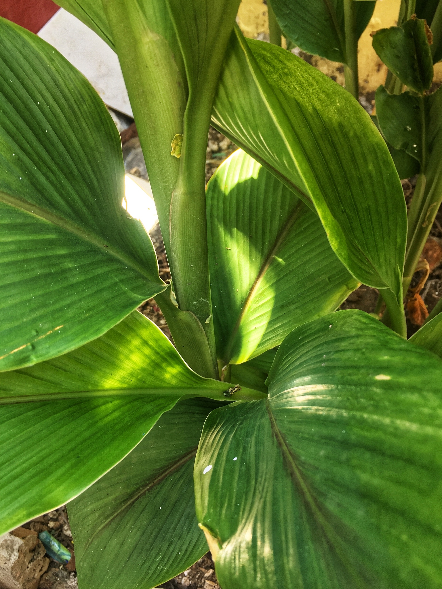 leaves