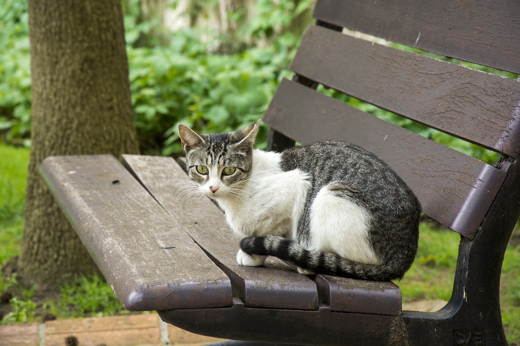 猫修炼成人衣着华丽白发但是还带着猫耳可以6个字形容吗