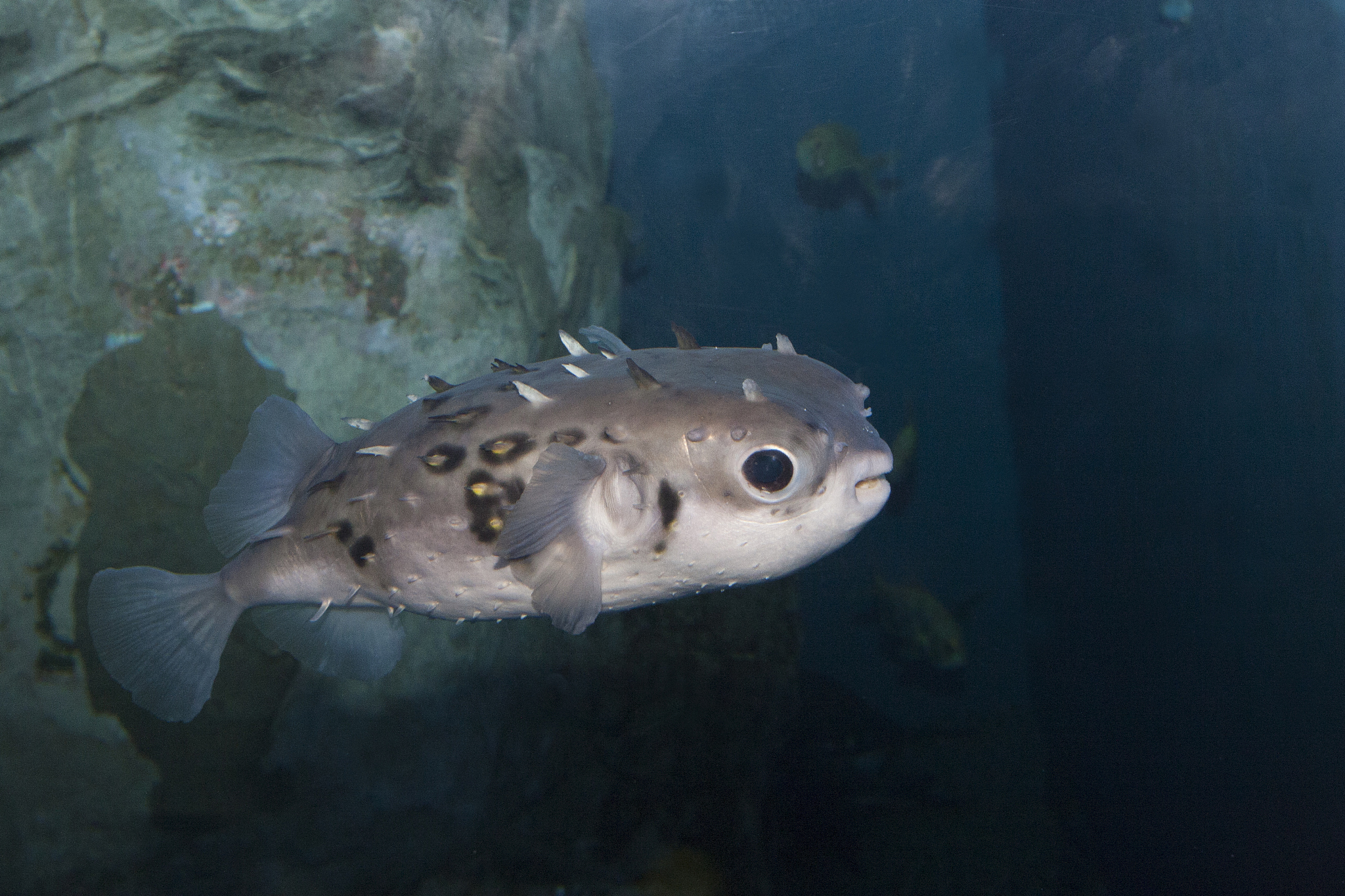 河豚保护计划：守护可爱水生物种