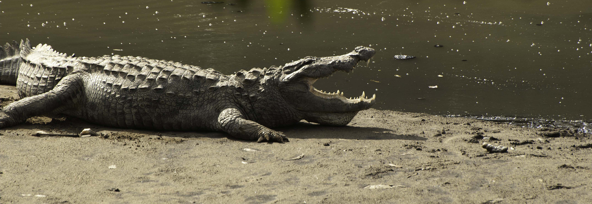 crocodile enjoying the sun