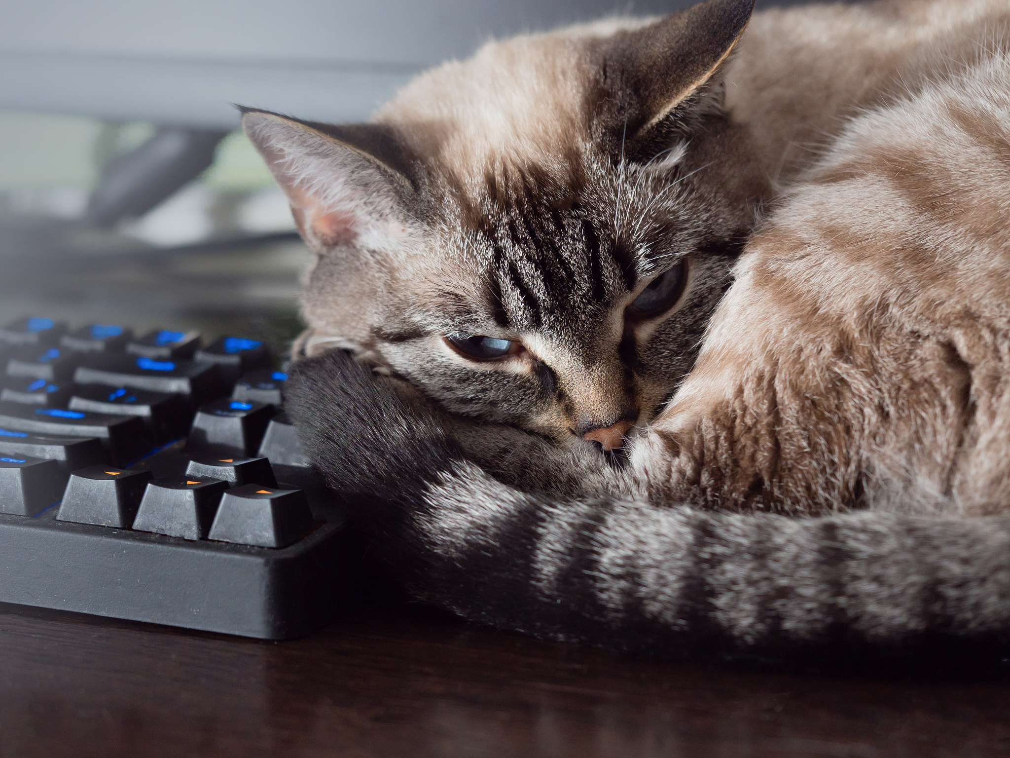 讲一个关于喵喵的笑话