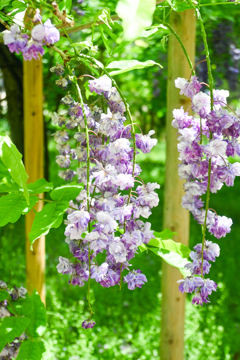 紫藤萝瀑布和紫藤萝瀑布语言特点不同？回答加拓展