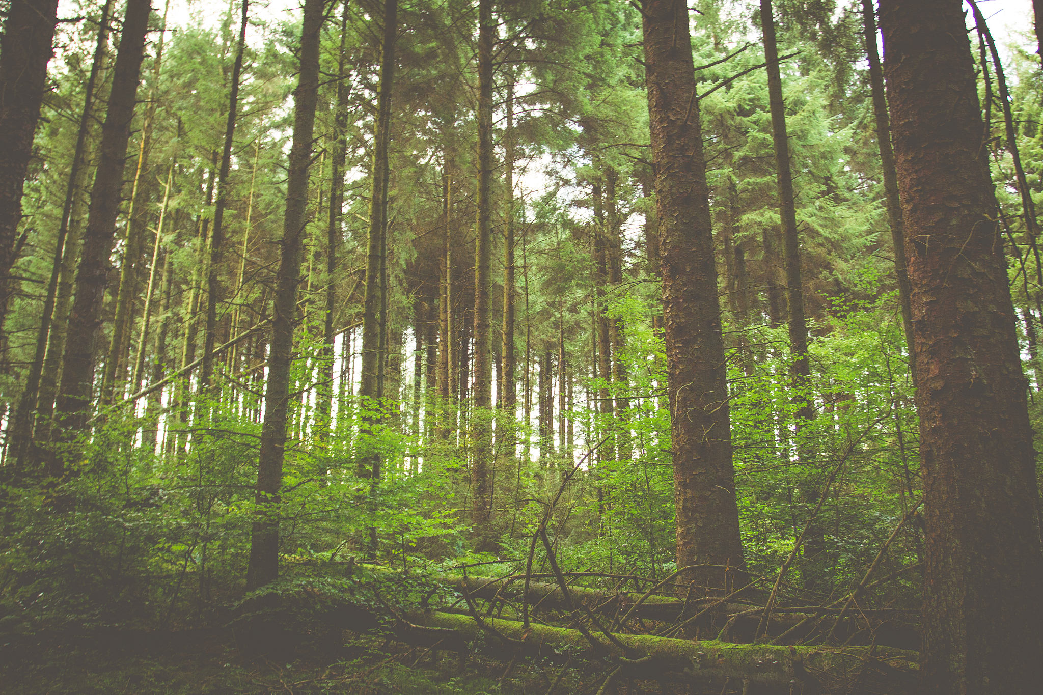 红河州农业学校现代林业技术专业怎么样