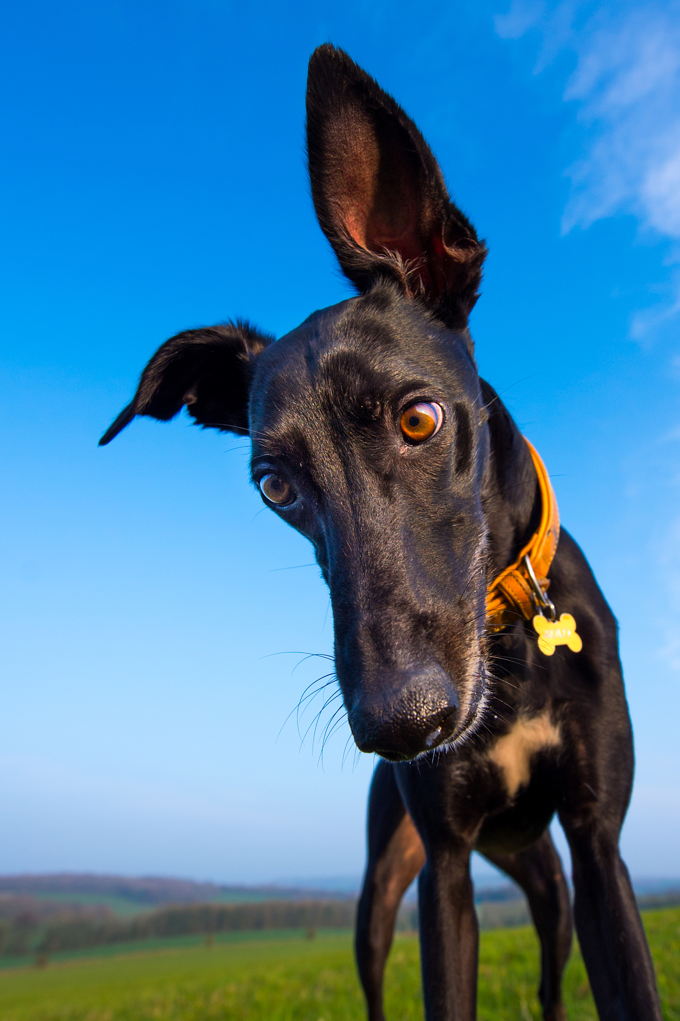 dog photoshoot