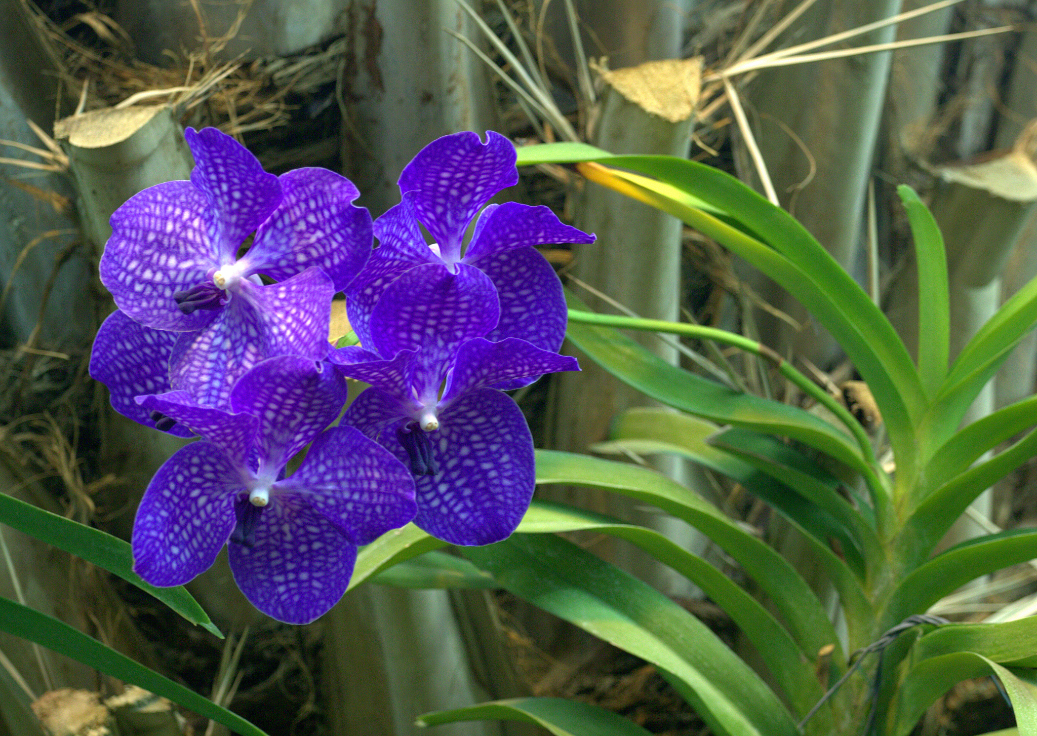 orchid flower in the greenhouse