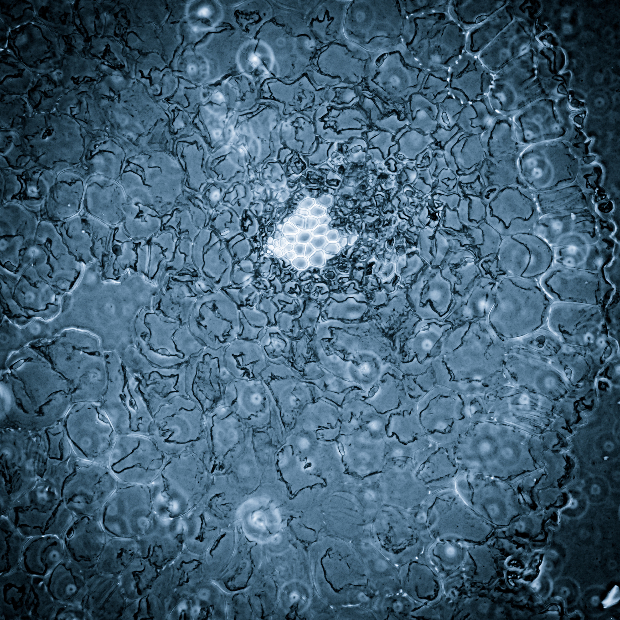 通过花药形成单倍体植株属于有性生殖吗