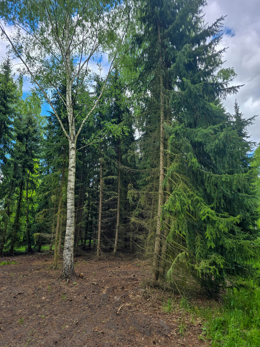 杉木一亩有多少蓄积量