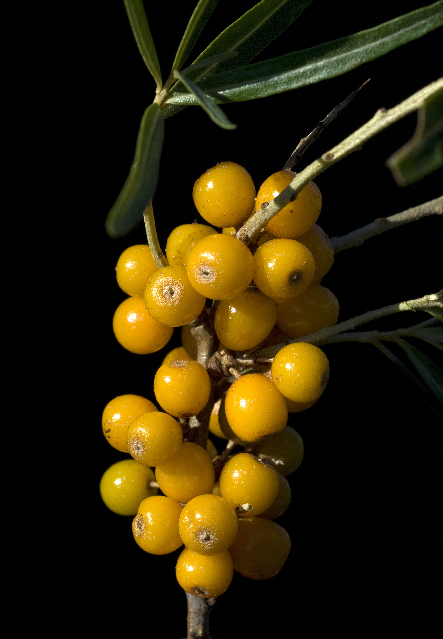 鼎鑫沙棘植物盖片的功效是什么？