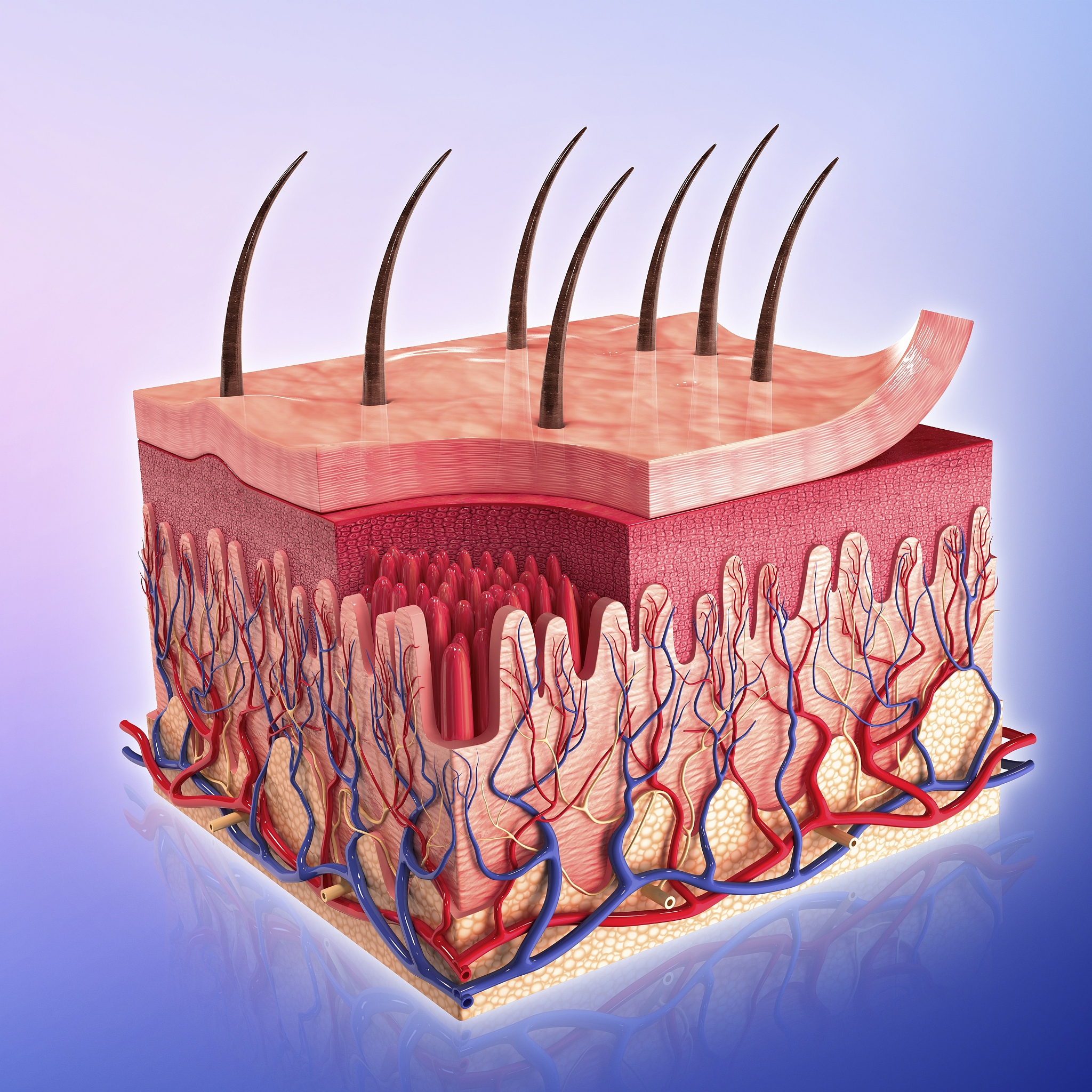 皮细胞修原液价格贵吗？内皮细胞抗因油真的有效吗？深度揭秘！