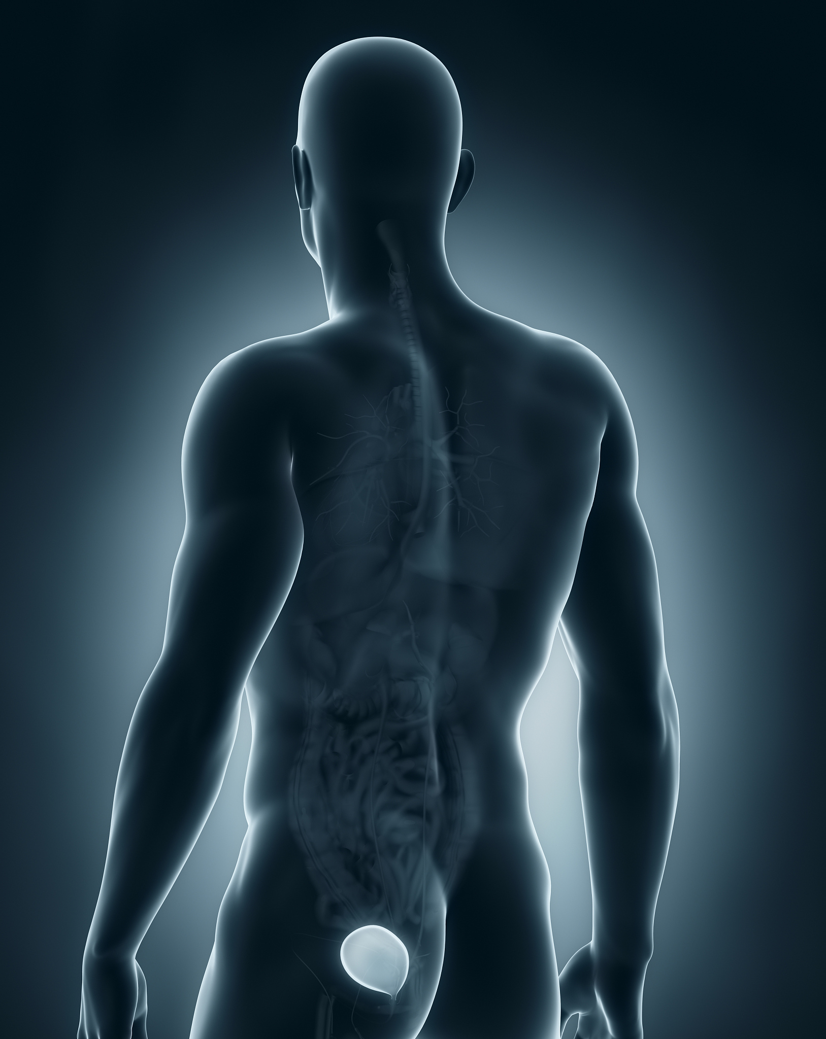 肾结石：病因、症状、诊断和治疗指南