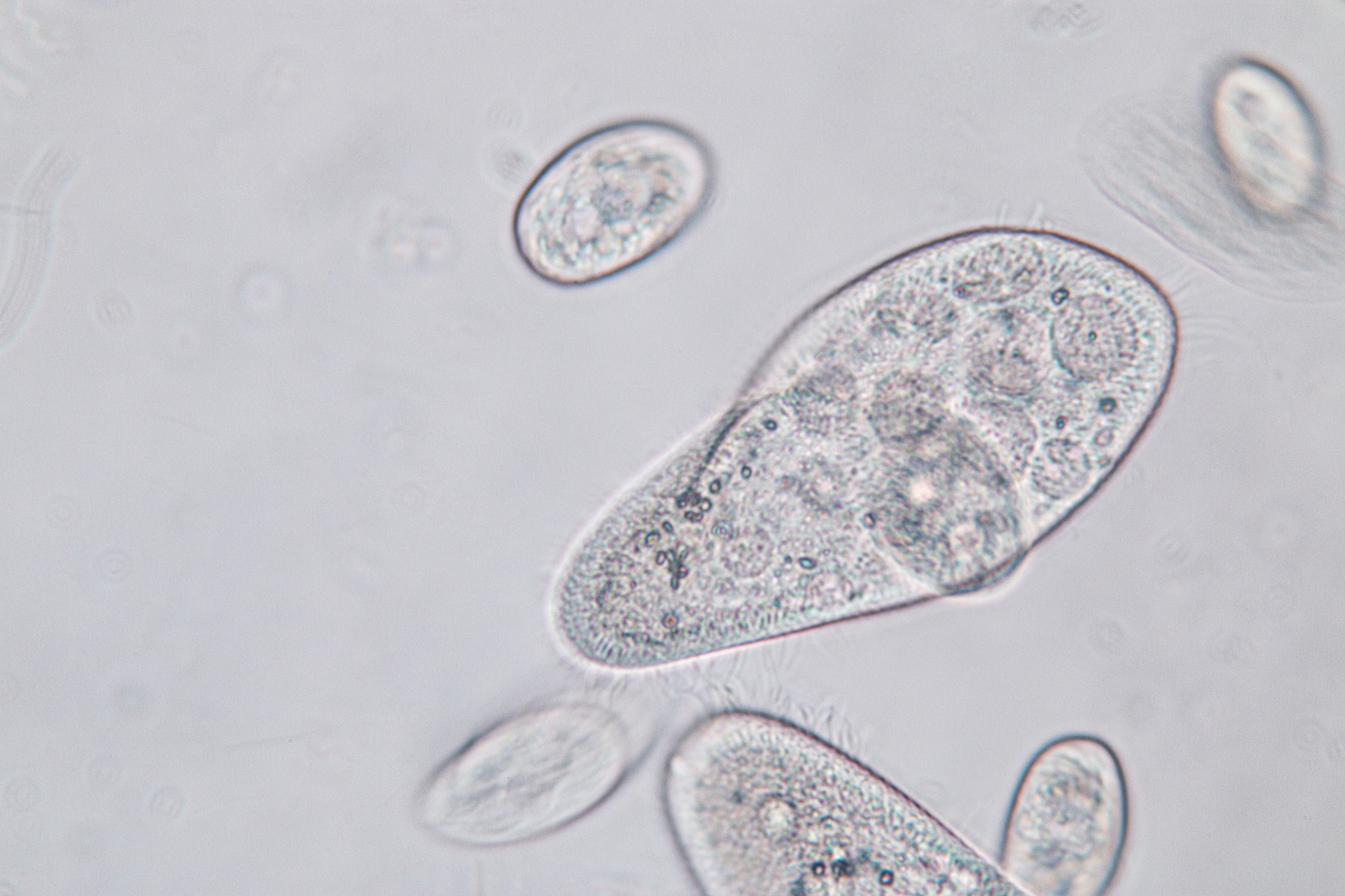 原生动物和细菌：大小、结构和生态作用的差异