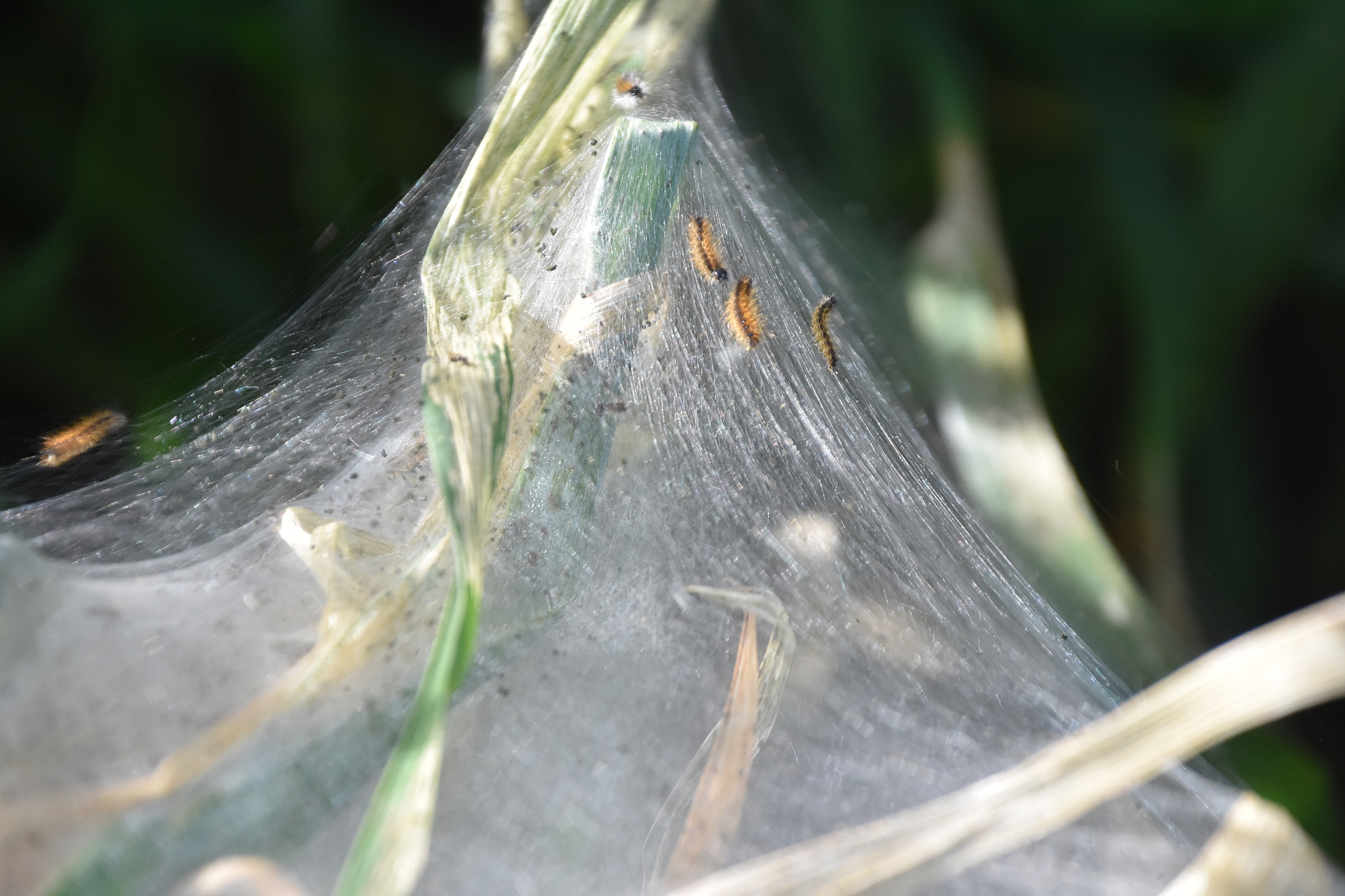 小麦长虫怎么办？教你4招有效驱虫方法！