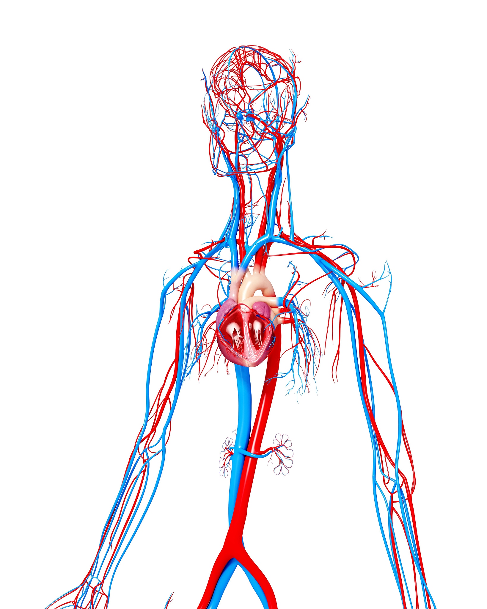 体循环动脉：从主动脉到毛细血管，解读人体血液循环的路线图